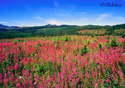 Epilobium angustifolium